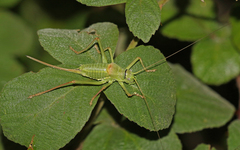 Ephippiger terrestris