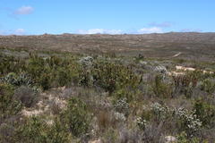 Leucadendron barkerae