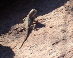 Agama anchietae