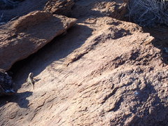 Agama anchietae