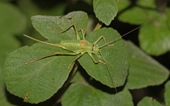 Ephippiger terrestris