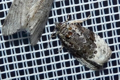 Apotomis betuletana