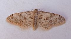 Idaea nibseata