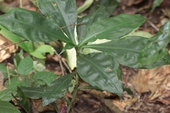 Amischotolype hookeri