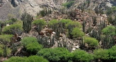 Isolatocereus dumortieri