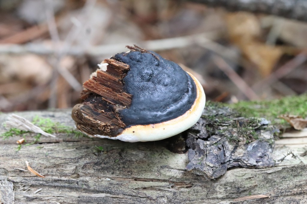 Fomitopsis pinicola · September 2021 · photo: © ninacourlee (iNaturalist, cc-by)