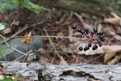 Actaea spicata acuminata
