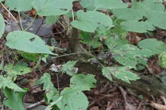 Actaea spicata acuminata