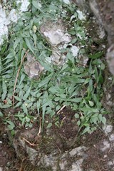 Asplenium ruprechtii