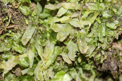 Symphyogyna subsimplex