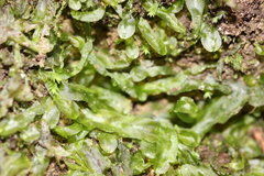 Symphyogyna subsimplex