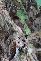 Actaea spicata acuminata