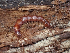 Lithobius peregrinus