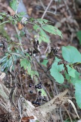 Actaea spicata acuminata
