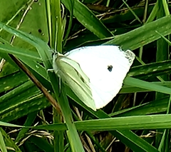 Pieris rapae