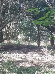 Capreolus capreolus