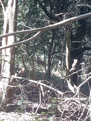 Capreolus capreolus