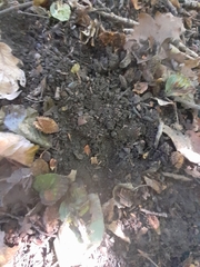 Capreolus capreolus