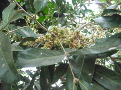 Lepisanthes tetraphylla