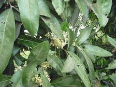 Lepisanthes tetraphylla