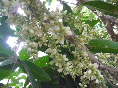 Lepisanthes tetraphylla