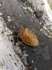 Pentatoma semiannulata