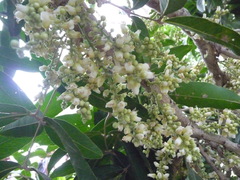 Lepisanthes tetraphylla
