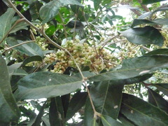 Lepisanthes tetraphylla