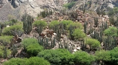 Isolatocereus dumortieri