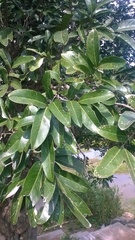 Lepisanthes tetraphylla