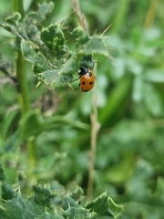 Coccinella septempunctata