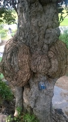 Lepisanthes tetraphylla