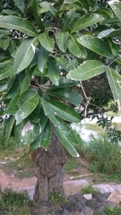 Lepisanthes tetraphylla
