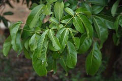 Lepisanthes tetraphylla