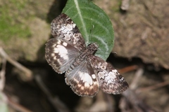 Chiomara