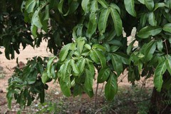 Lepisanthes tetraphylla