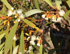 Eucalyptus calycogona