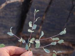 Commiphora glaucescens