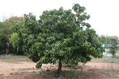 Lepisanthes tetraphylla