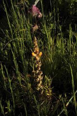 Alectra sessiliflora