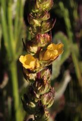 Alectra sessiliflora