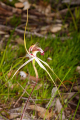 Caladenia × cala