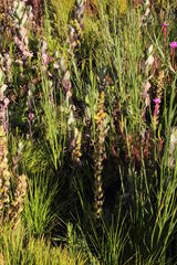 Alectra sessiliflora