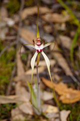 Caladenia × cala