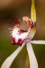 Caladenia × cala