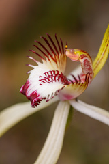 Caladenia × cala