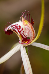 Caladenia × cala