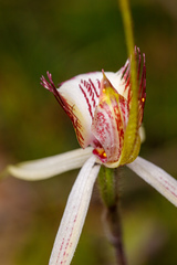 Caladenia × cala