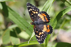 Chlosyne endeis pardelina