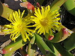 Glottiphyllum regium